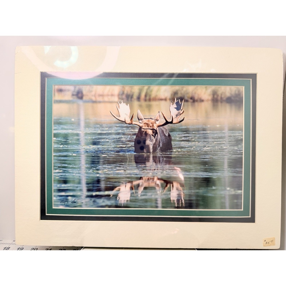 Gerry Lamarre Wildlife Moose Photo Print Matted Framed Picture 16x12 Art